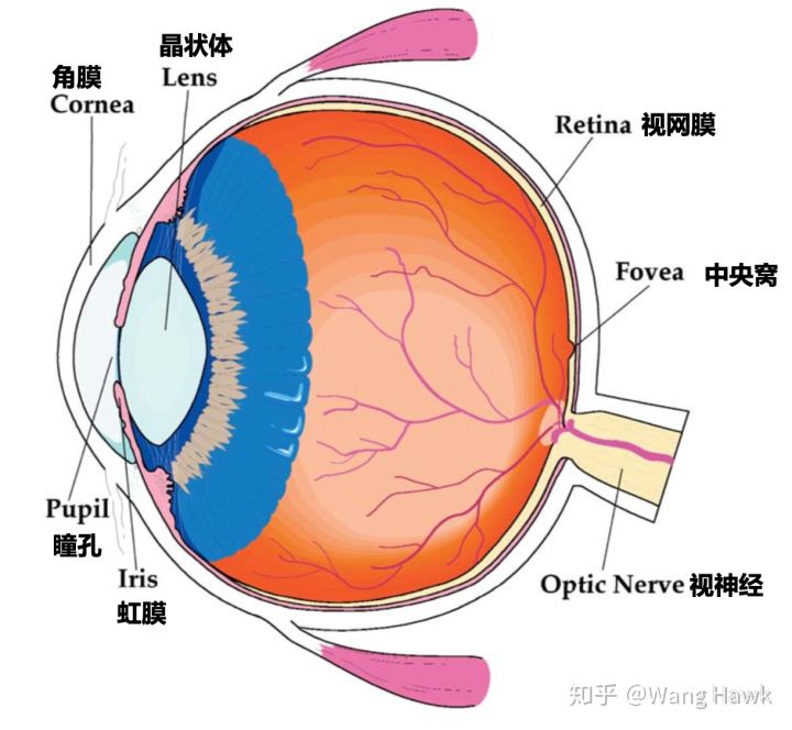 这幅图展示了人眼的结构示意图,这是一个非常复杂的光学成像系统.