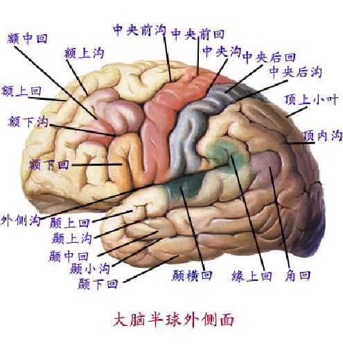 隆起(脑回,gyri),凹槽(称为沟和裂,sulci和fissure),这一结构使得大脑