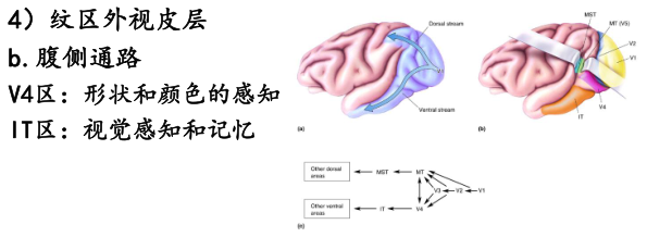 脑科学（四）听觉与视觉