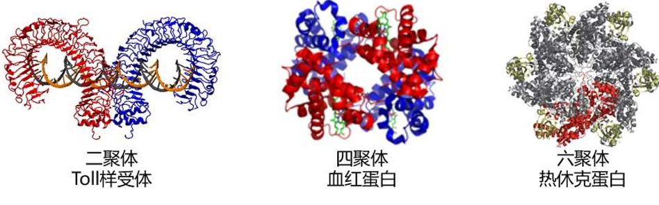 蛋白质结构预测与分析