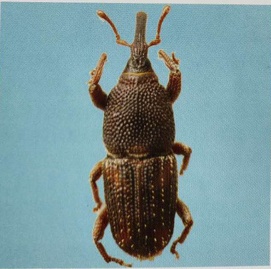 中国境内小麦的储粮害虫汇总