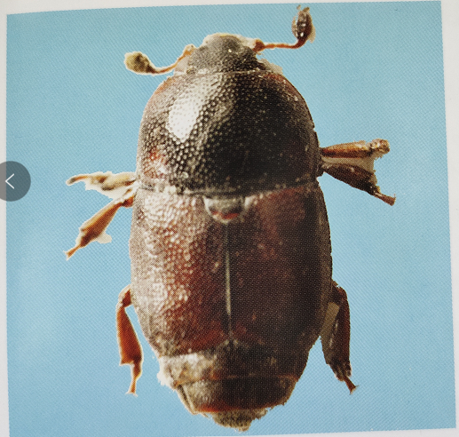 中国境内小麦的储粮害虫汇总_谷盗皮蠹-csdn博客