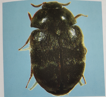 中国境内小麦的储粮害虫汇总_谷盗皮蠹-csdn博客