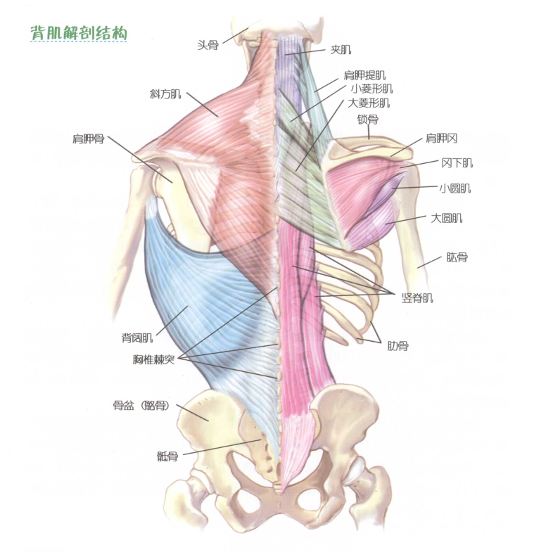 我的背部训练 一 背部肌肉解剖