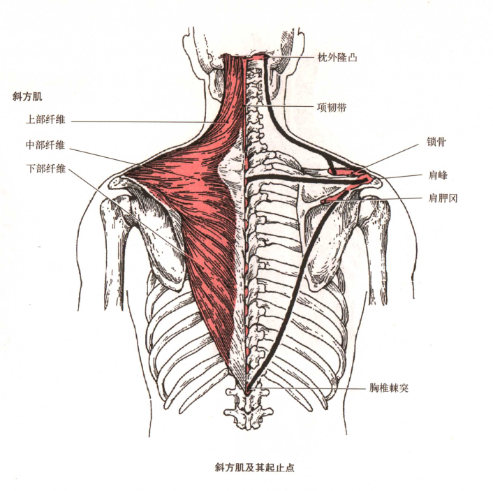 背部肌肉画法图片