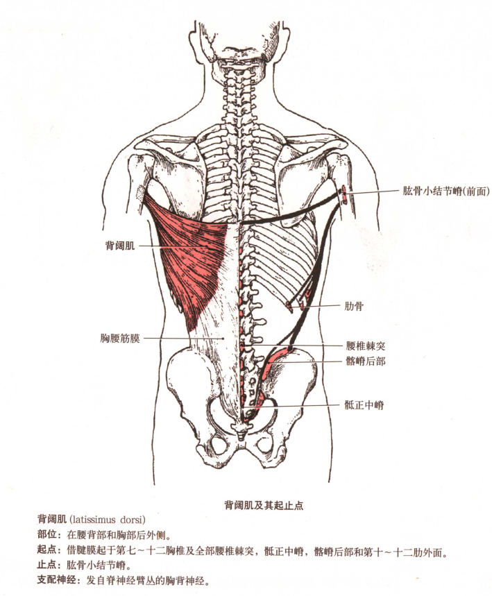 后背解剖图图片