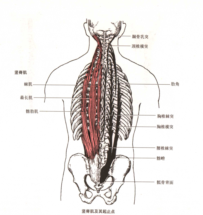 背部肌肉分布图图片