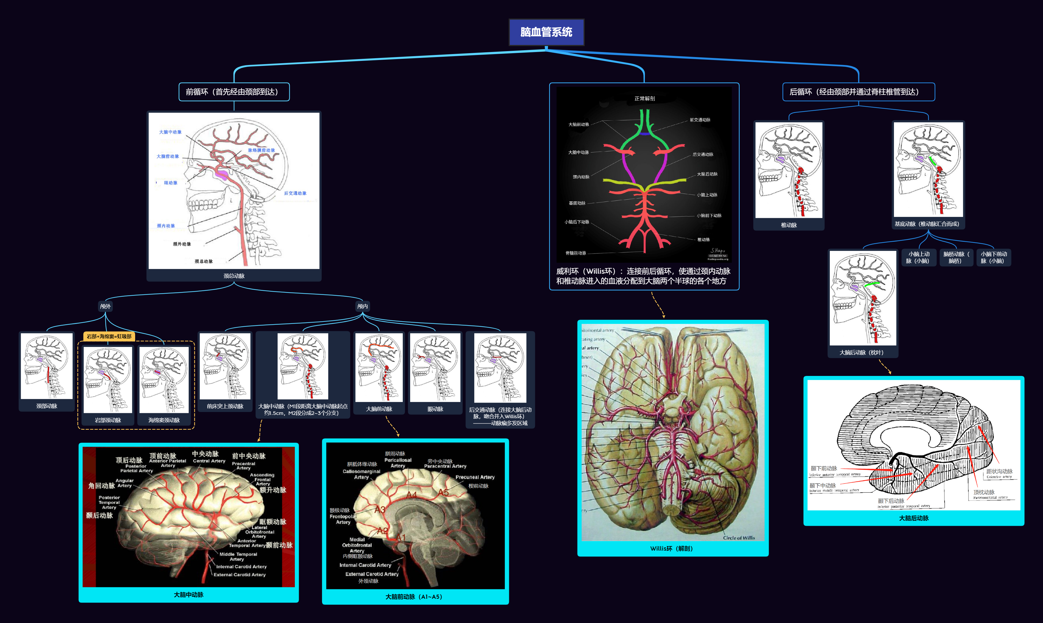 【学习笔记】脑动脉血管,脑卒中思维导图