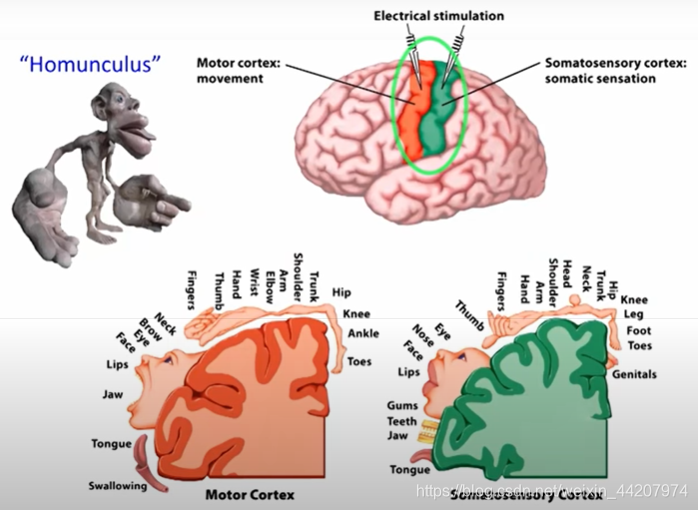 脑与认知科学1 脑的基本结构下_motor homunculus-CSDN博客