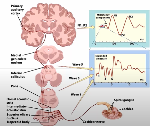 脑与认知科学2 脑神经电生理学下