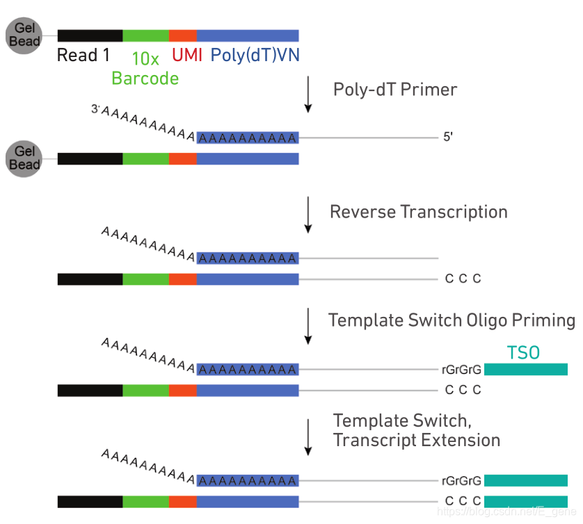 Wiki Smartseq 单细胞转录组:Smart-seq 2还是10X Genomics Chromium?-CSDN博客
