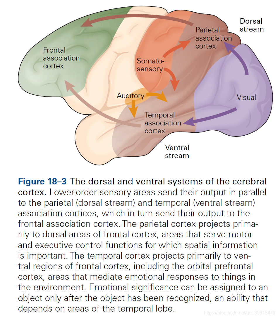 《Principle of Neural Science》 第18章要点解析_初级感觉神经元定义-CSDN博客