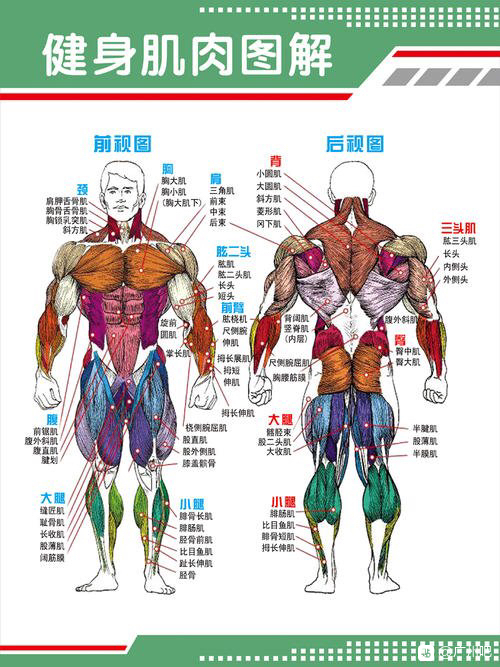 身体肌肉图示 Smwhotjay的专栏 Csdn博客