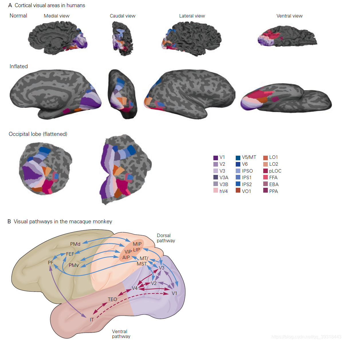 《Principles of Neuralscience》 第25章要点解析_neural maps-CSDN博客