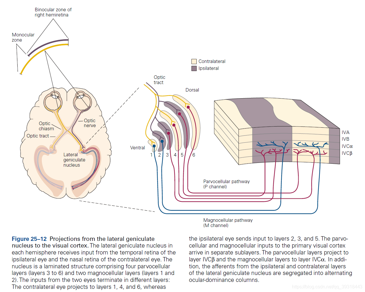 《Principles of Neuralscience》 第25章要点解析_neural maps-CSDN博客