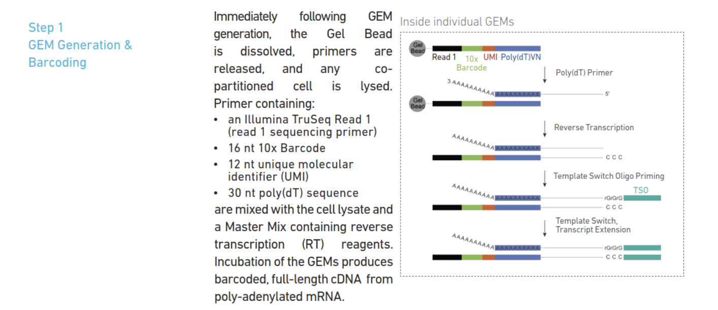 Cell Ranger_cellranger 怎么提取barcode-CSDN博客