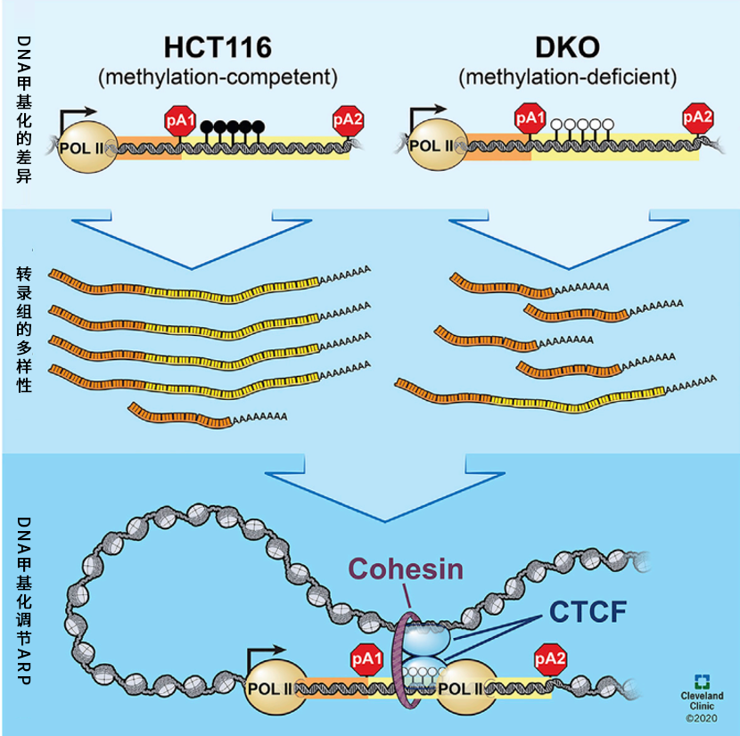 dna甲基化,mrna可變剪切和多聚腺苷化(polyadenylation, apa)的失調與