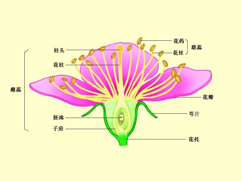 Tensorflow实现iris分类 忧郁奔向冷的天的博客 Csdn博客 Tensorflow Iris