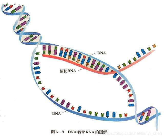 DNA排序算法--图文_tianyi_chen的博客-CSDN博客