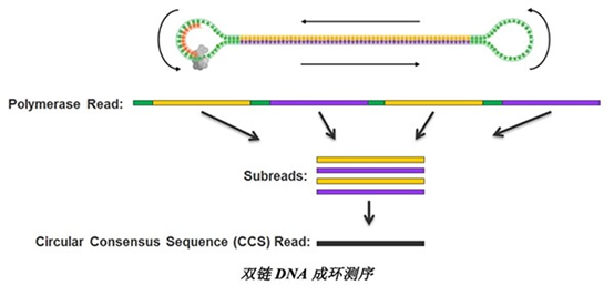 PacBio和NanoPore两种三代测序仪的比较_pacbio和nanopore的区别-CSDN博客