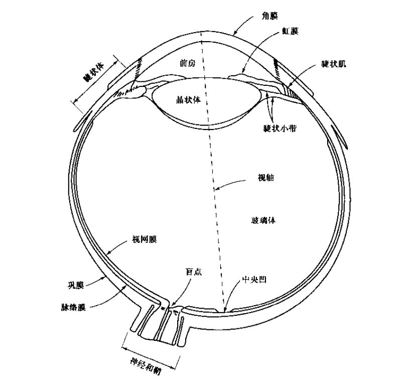 生物眼球结构图简笔画图片