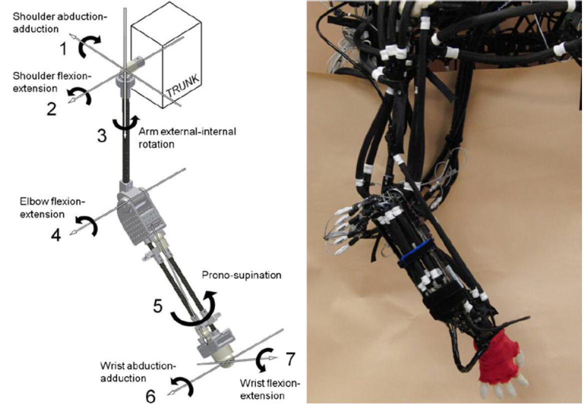圖1.7自由度骨骼肌機器人手臂.