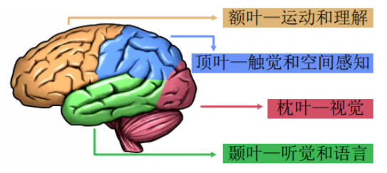 稳定视觉诱发电位ssvep