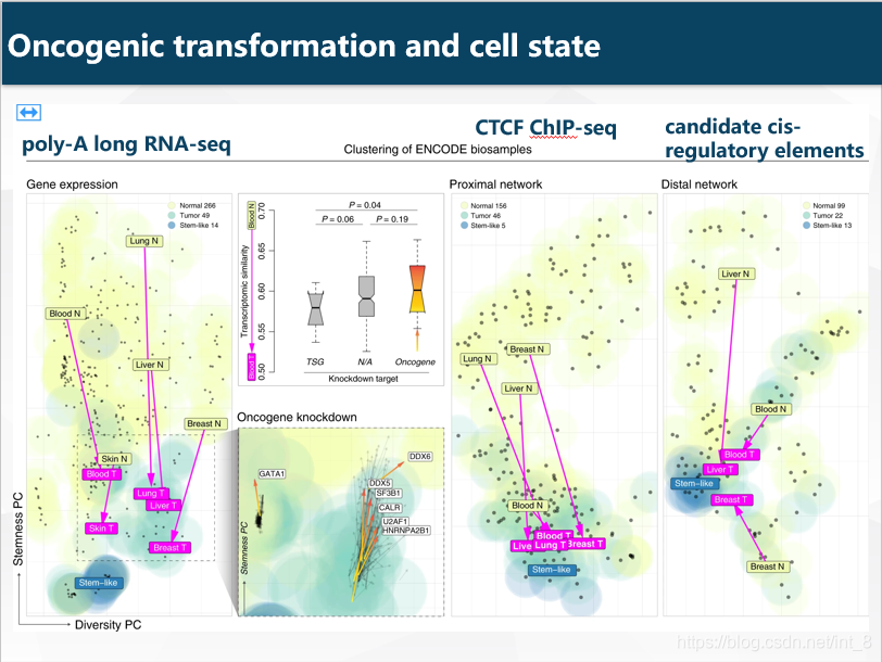 Oncogenic transformation and cell state