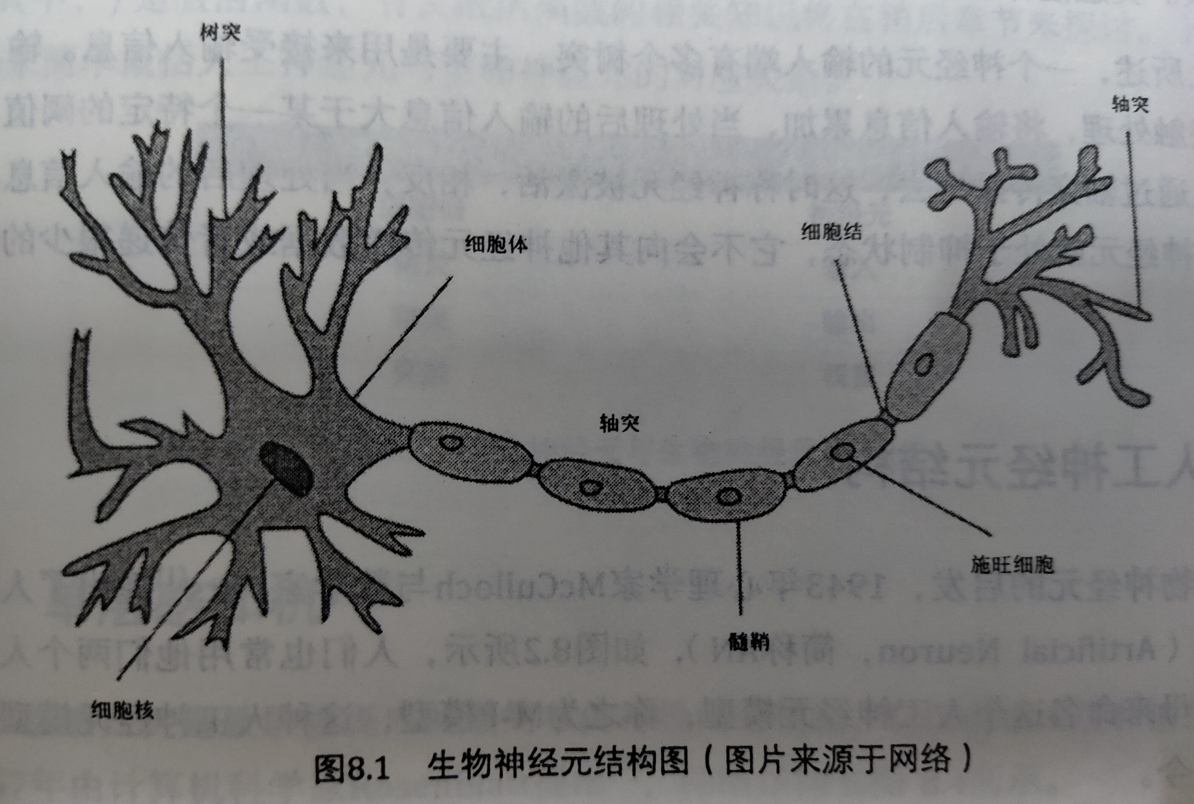 树突和轴突的简图图片