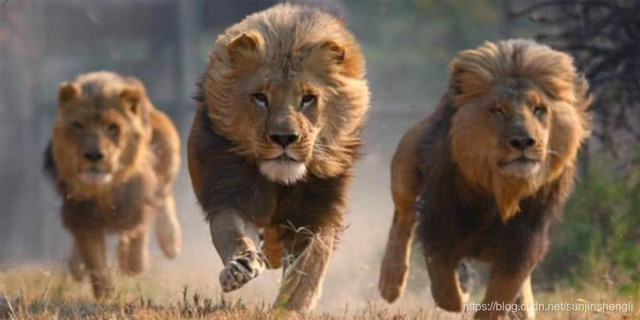 狮子捕猎