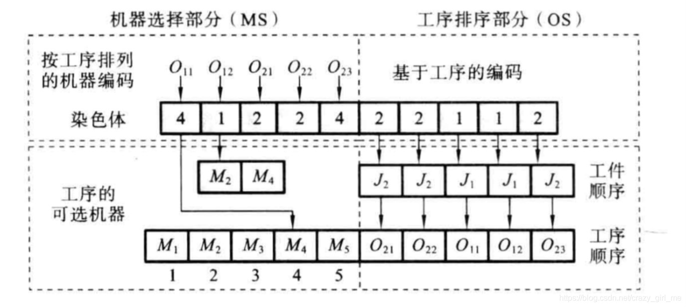 染色体编码