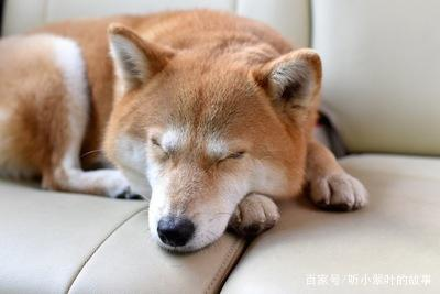 犬心犬意 狗为什么会趴在地板上睡觉 不怕着凉吗 活久见 牧码的博客 Csdn博客