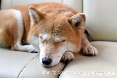 犬心犬意 狗为什么会趴在地板上睡觉 不怕着凉吗 活久见 牧码的博客 Csdn博客 犬心犬意 狗为什么会趴在地板上睡觉 不怕着凉吗 活久见 牧码的博客 Csdn博客
