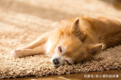 犬心犬意 狗为什么会趴在地板上睡觉 不怕着凉吗 活久见 牧码的博客 Csdn博客