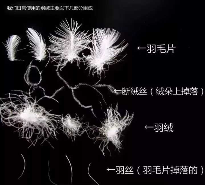 700蓬松度鹅绒是什么档次的-csdn博客