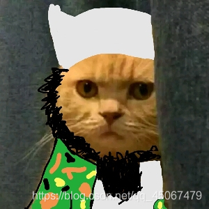 本拉豆猫图片插入图 