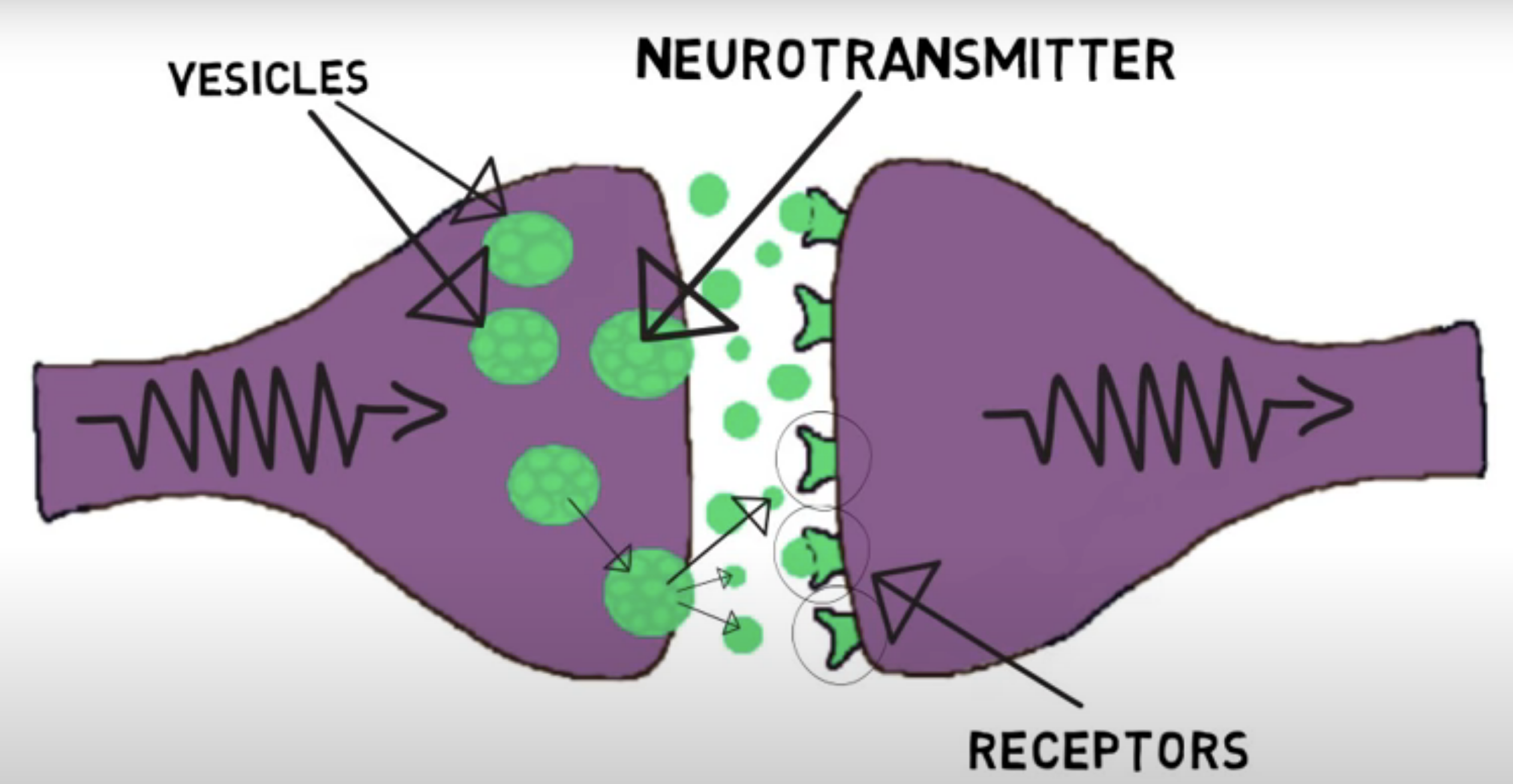 突触传递synapsetransmission