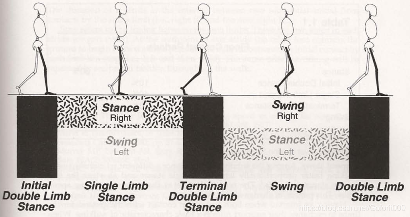 图2 站立相细分为3个阶段
