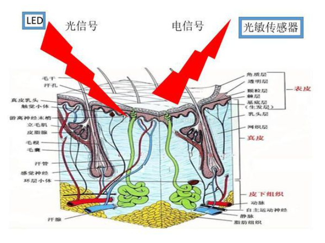 ppg原理