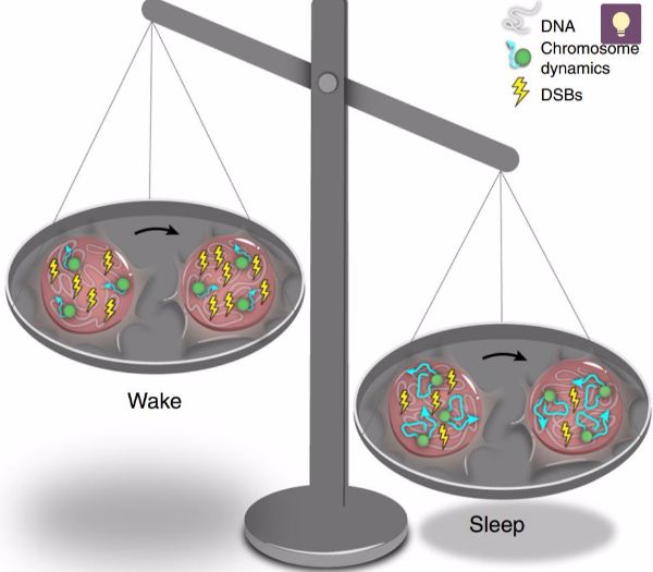 揭秘睡眠的奥秘—高效修复神经元DNA损伤