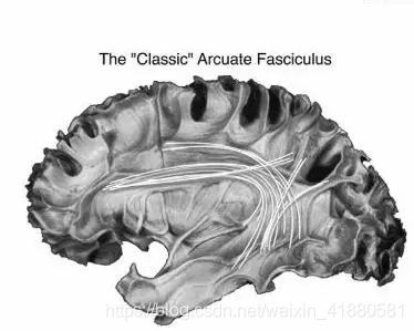 你还停留在“Broca”区和“Wernicke”区的语言模型时代吗?_broca区-CSDN博客