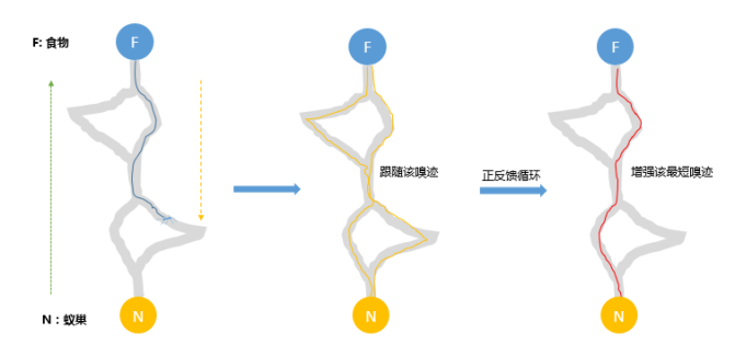 蚂蚁算法蚁群算法原理思路步骤程序实现