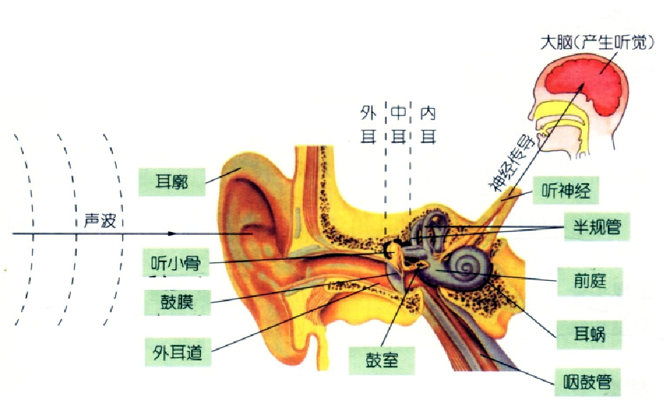 1听觉系统的构造 11外耳 12中耳 13内耳 14部