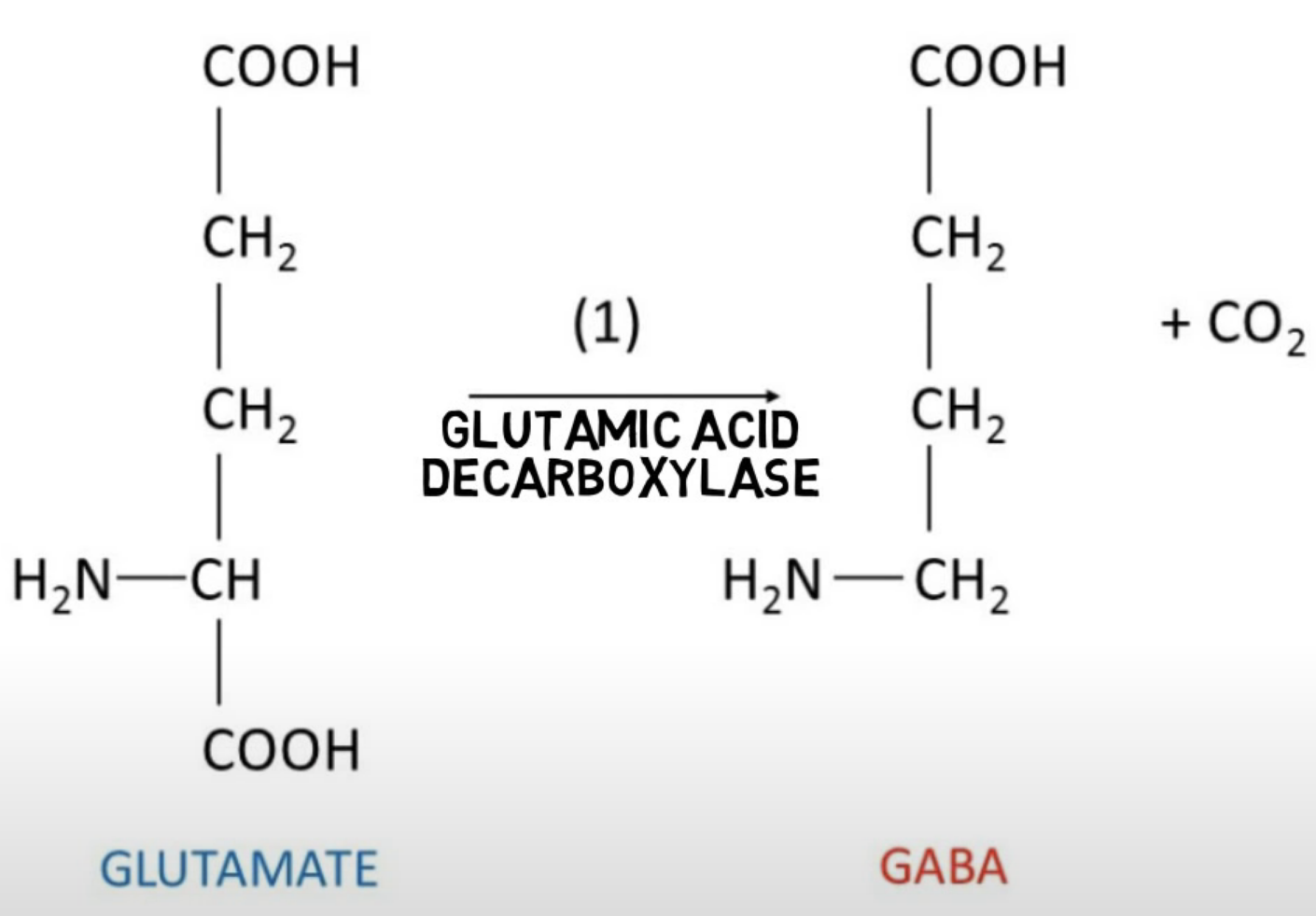 G 氨基丁酸gaba Gamma Aminobutyric Acid 小白皮皮 Csdn博客