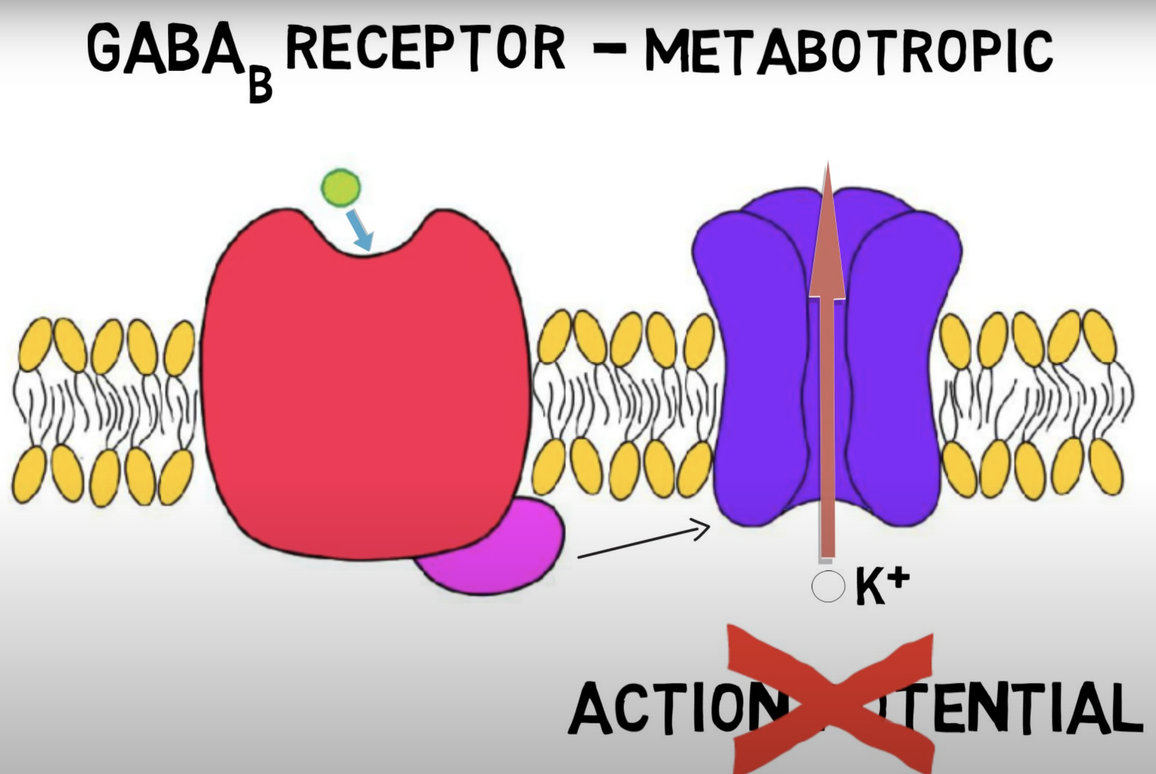 γ