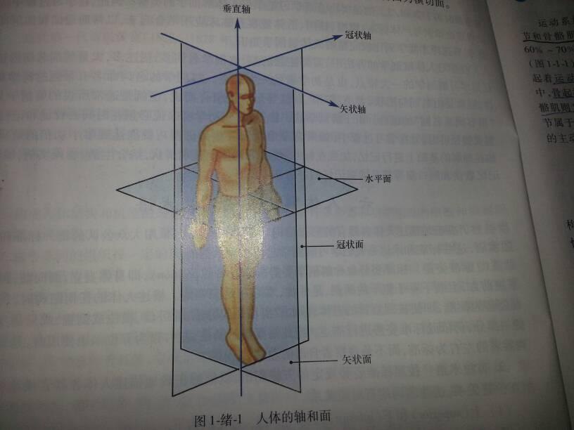 解剖冠状面,矢状面,水平面定义_矢状面冠状面横断面的区别