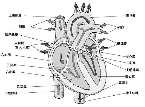 医学小白冠脉知识学习