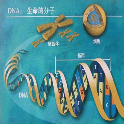 1)世间的生物从其亲代继承特性或性状,这种生命现象就称为遗传