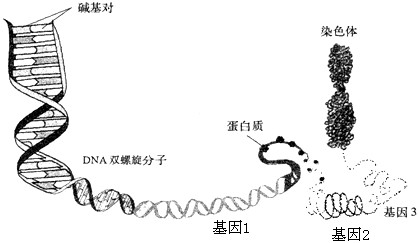 1.1.1遗传与变异