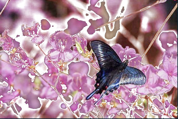 图像增强库albumentations一